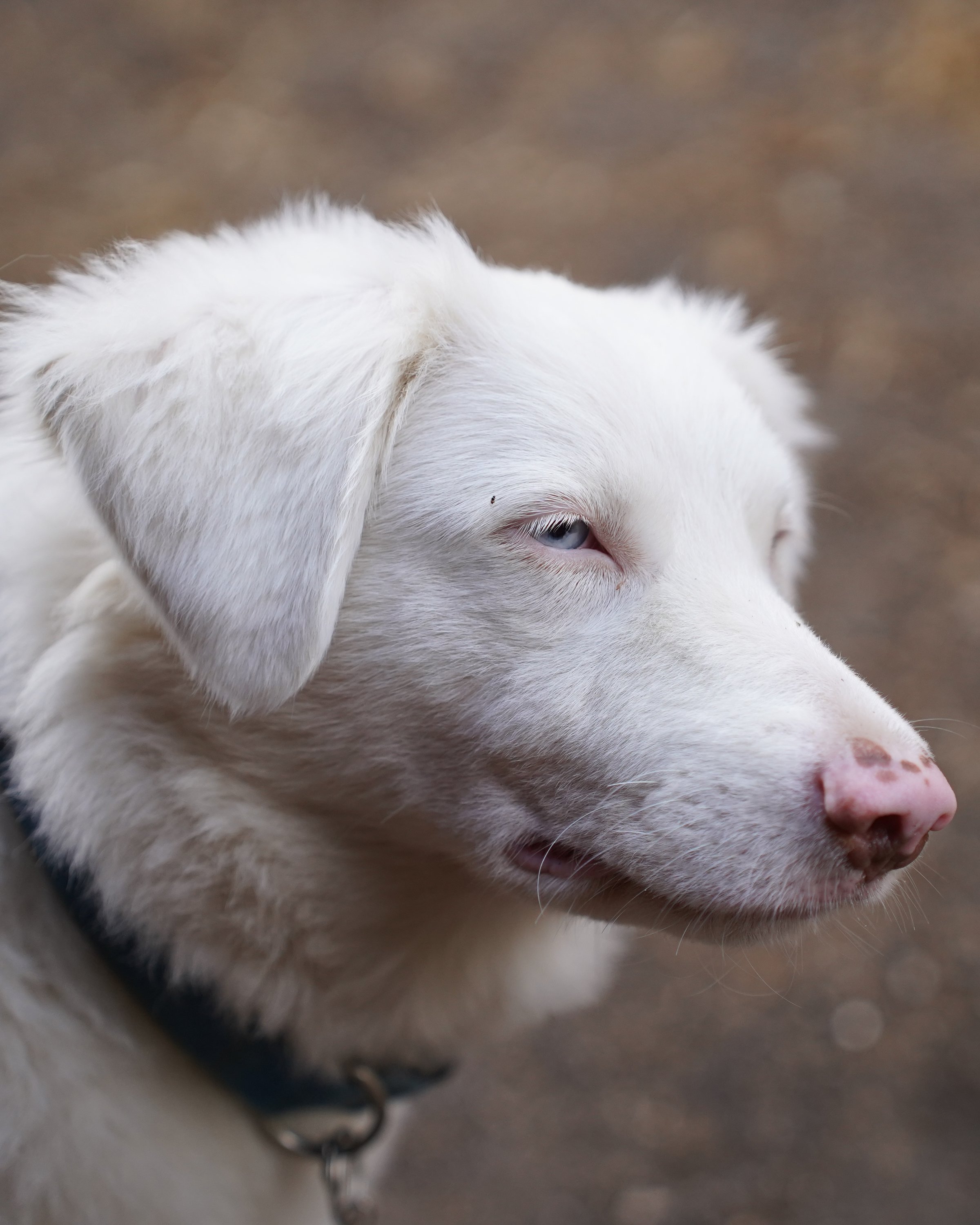 White dog with blue eyes, close-up portrait